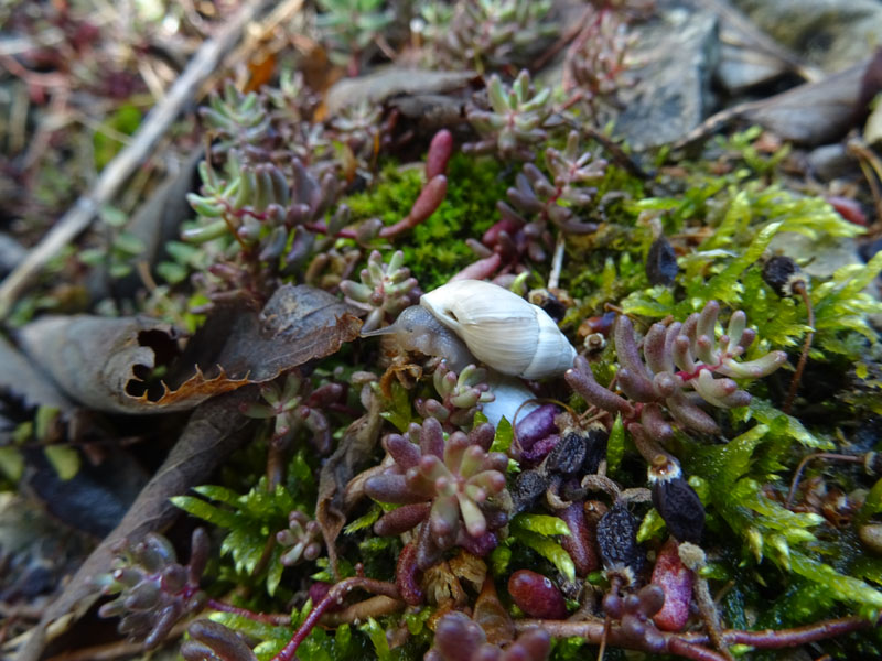 Zebrina detrita (Enidae)........con accoppiamento